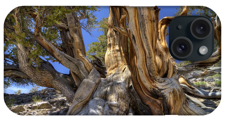 Tree iPhone Case featuring the photograph Ancient Bristlecone by Dianne Phelps