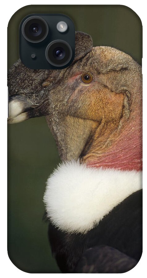Feb0514 iPhone Case featuring the photograph Andean Condor Flushing Brightly Ecuador by Tui De Roy