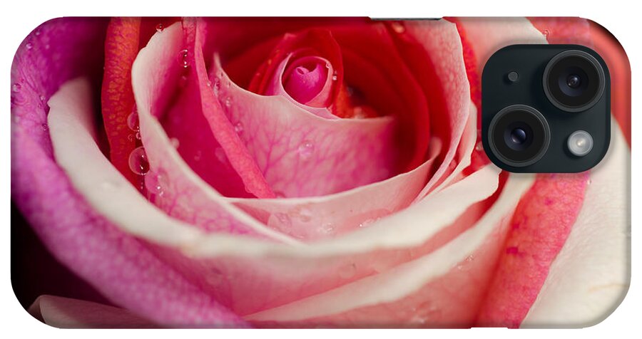 Rose iPhone Case featuring the photograph Anniversary Rose by Jonas Luis