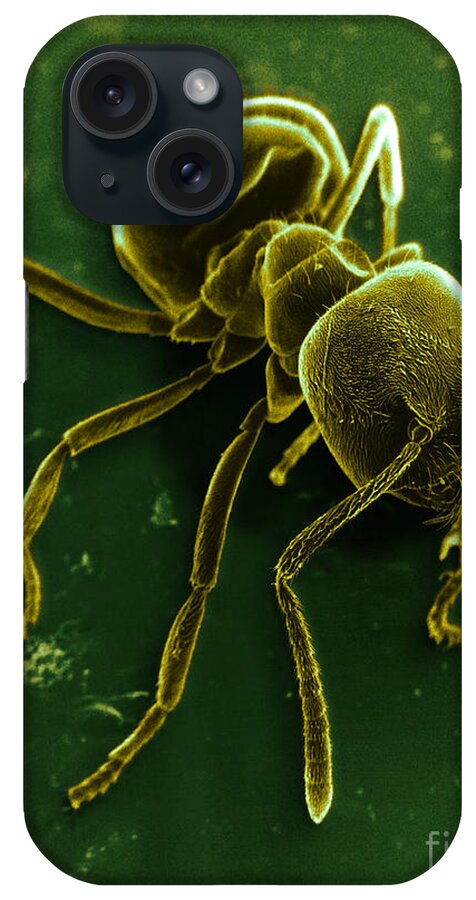 Myrmecology iPhone Case featuring the photograph Ant by David M. Phillips