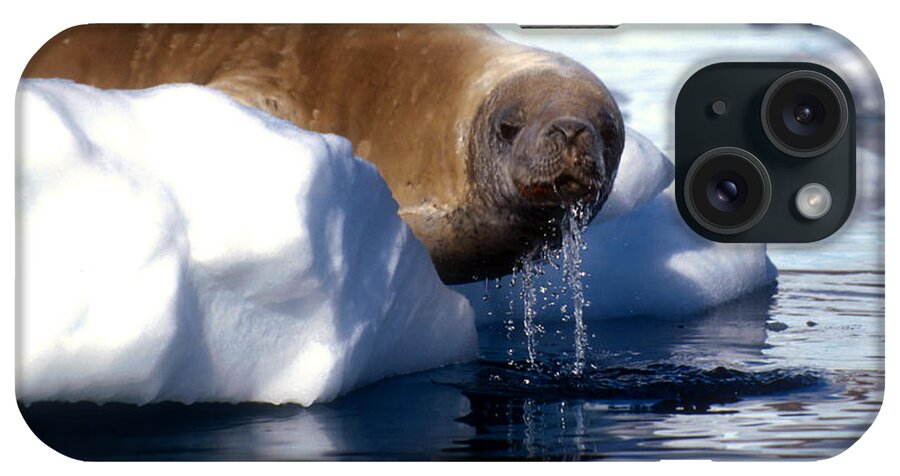Crabeater Seal iPhone Case featuring the photograph Antarctic crabeater seal by Dennis Cox