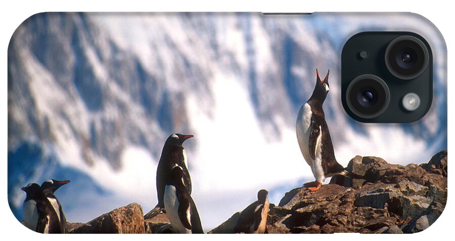 Gentoo Penguin iPhone Case featuring the photograph Antarctic Gentoo penguins by Dennis Cox