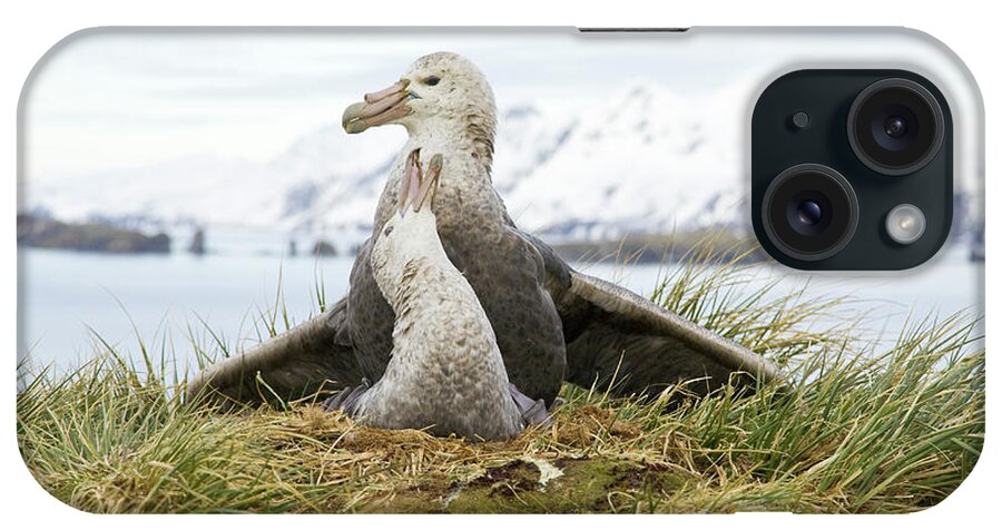 00345994 iPhone Case featuring the photograph Antarctic Giant Petrels Mating by Yva Momatiuk John Eastcott
