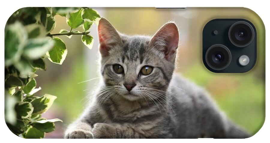 Kittens iPhone Case featuring the photograph Anticipation by Dennis Baswell