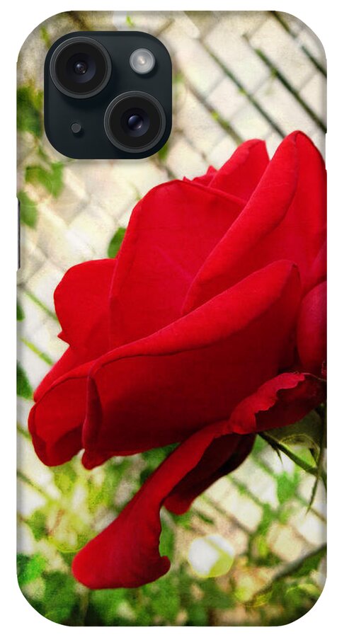 Rose iPhone Case featuring the photograph Antique Rose by Shawna Rowe