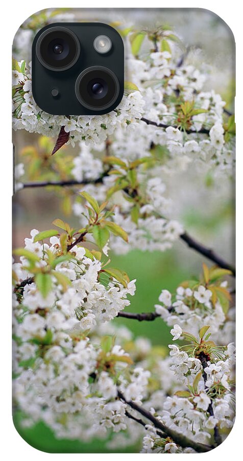 Malus Sp. iPhone Case featuring the photograph Apple Blossom (malus Sp.) by Rachel Warne/brogdale Horticultural Trust/ Science Photo Library