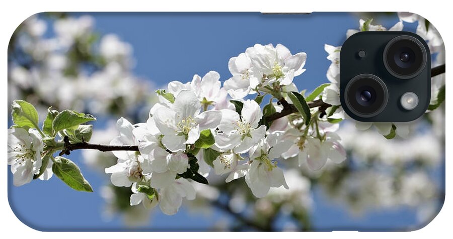 Clear Sky iPhone Case featuring the photograph Apple Trees In Full Bloom by Wilfried Krecichwost