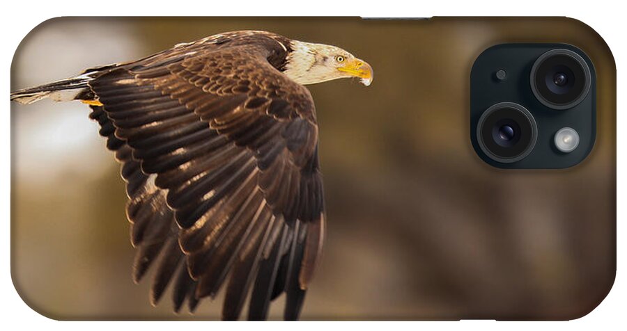 Eagle iPhone Case featuring the photograph Approaching Adulthood by Kevin Dietrich