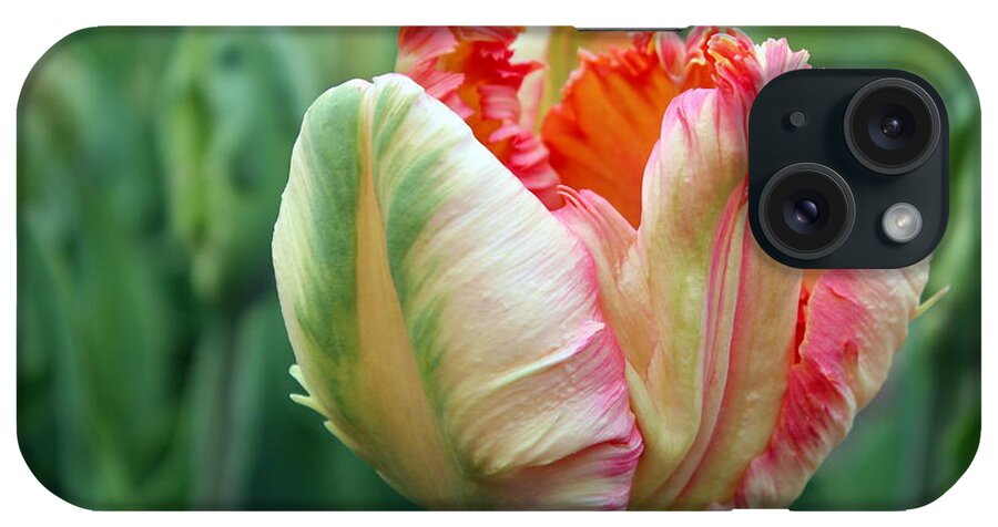 Skompski iPhone Case featuring the photograph Apricot Parrot Tulip by Joseph Skompski