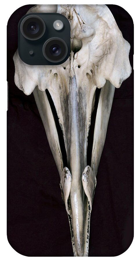 534254 iPhone Case featuring the photograph Arch-beaked Whale Skull by Hiroya Minakuchi
