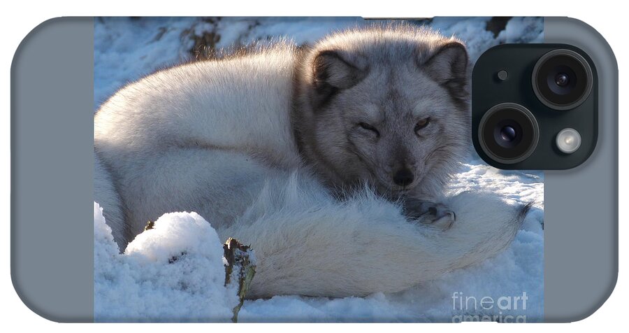 Arctic Fox iPhone Case featuring the photograph Arctic Fox - winter coat by Phil Banks