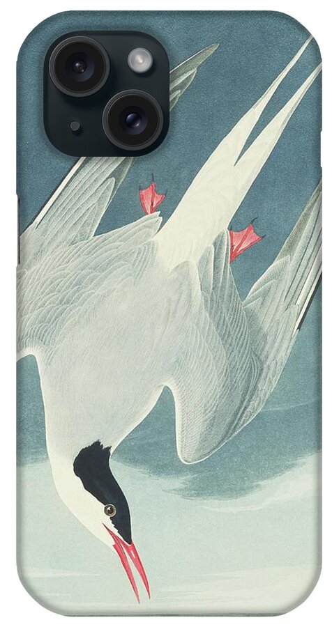 Illustration iPhone Case featuring the photograph Arctic Tern by Natural History Museum, London/science Photo Library