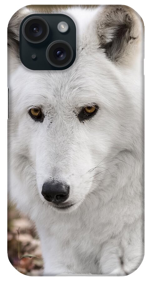 British Columbian Wolfs iPhone Case featuring the photograph Arctic wolf by Eduard Moldoveanu