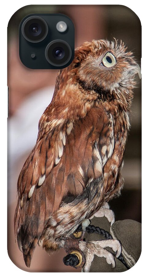 Screech Owl iPhone Case featuring the photograph Are You My Mother by John Haldane