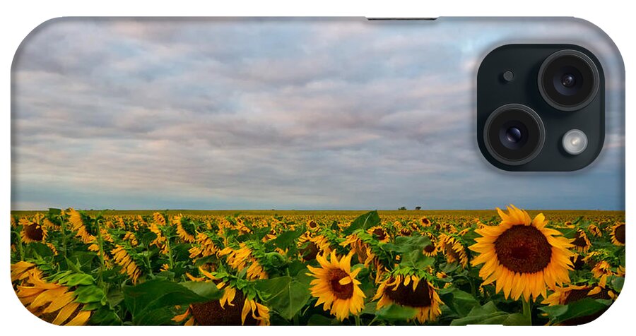 Sunflower iPhone Case featuring the photograph As Far As The Eye Can See by Ronda Kimbrow