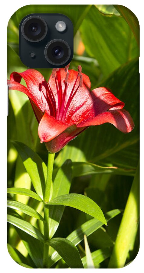 Asian Daylilies iPhone Case featuring the photograph Asian Daylilies by M Three Photos