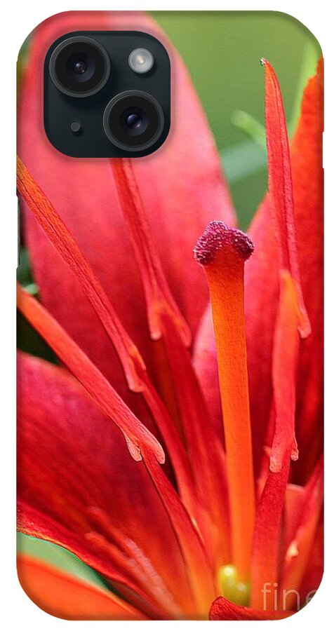 Mccombie iPhone Case featuring the photograph Asiatic Lily named Red Twin by J McCombie