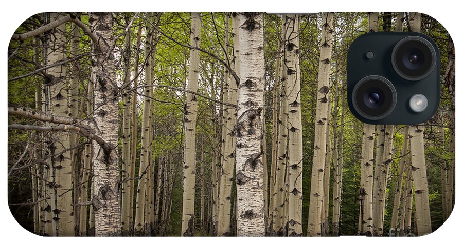 Aspen Trees iPhone Case featuring the photograph Aspen Grove by Blake Webster