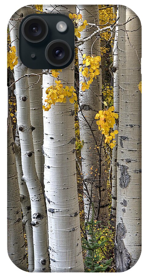Aspen Trees iPhone Case featuring the photograph Aspen Trees II by Doug Davidson