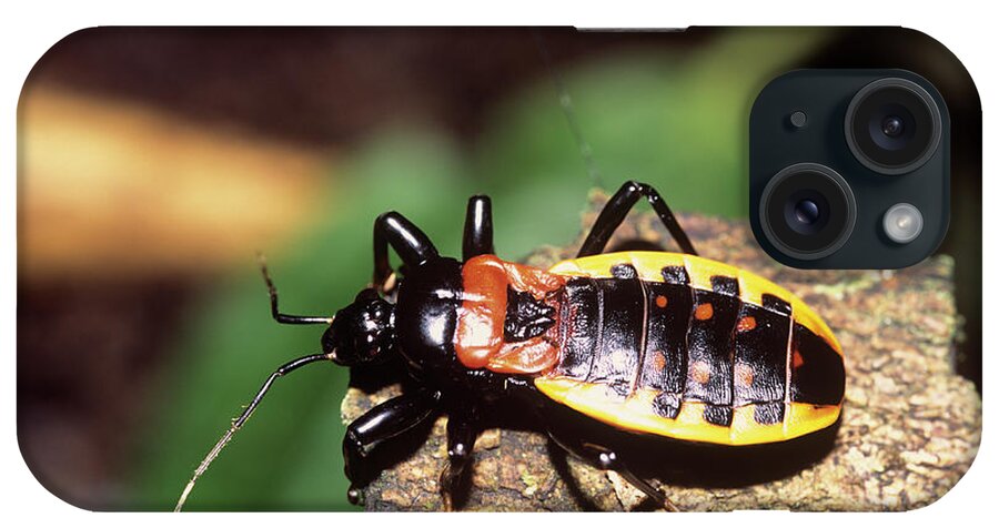 Assassin Bug iPhone Case featuring the photograph Assassin Bug by Dr Morley Read/science Photo Library