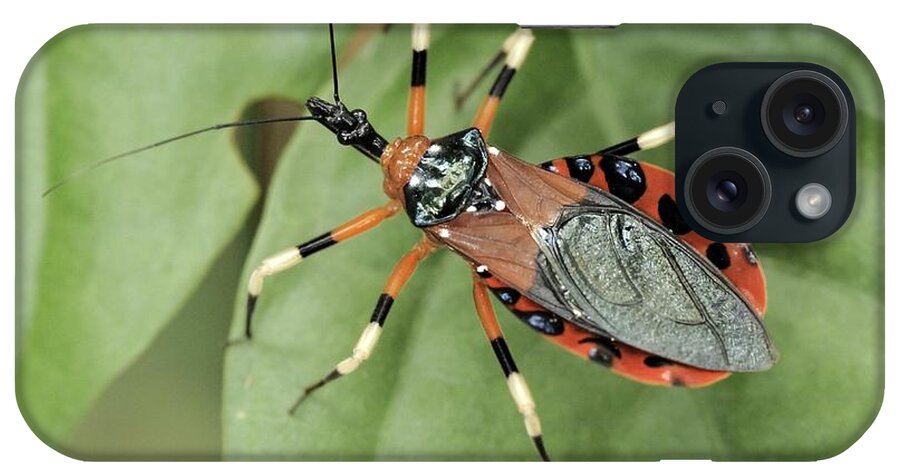 Wildlife iPhone Case featuring the photograph Assassin Bug Eulyes Sp by Fletcher & Baylis