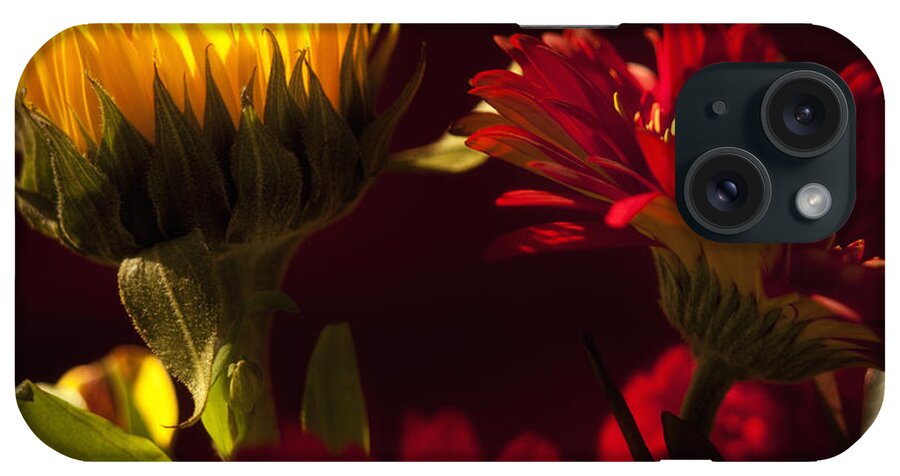 Flower iPhone Case featuring the photograph Asters in the Light by Andrew Soundarajan