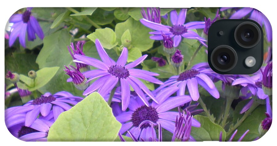 Purple iPhone Case featuring the photograph Asters by Kim Prowse