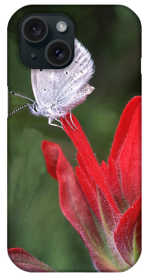 Butterfly iPhone Case featuring the photograph At Rest by Ginny Barklow