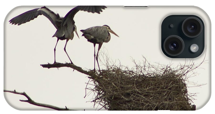 Herons; Rookery; Nest; Danville iPhone Case featuring the photograph At the Rookery by Alice Mainville