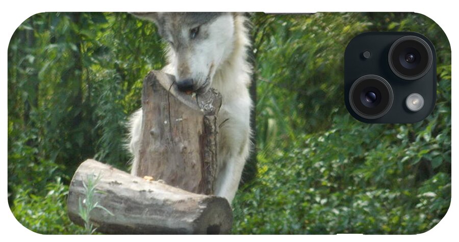 Wolf iPhone Case featuring the photograph At Wolf Hollow by Catherine Gagne