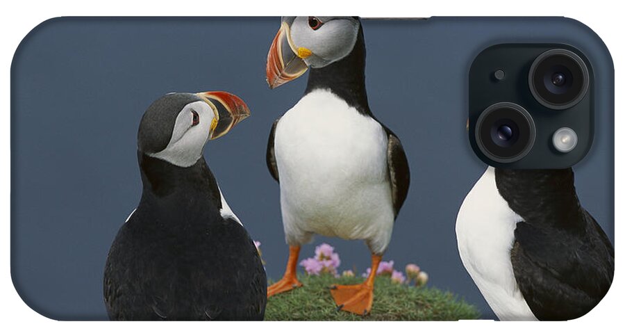 Feb0514 iPhone Case featuring the photograph Atlantic Puffin Group Courting by Tui De Roy