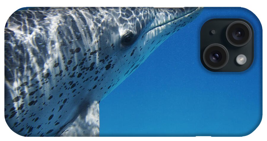 Feb0514 iPhone Case featuring the photograph Atlantic Spotted Dolphin Profile Bahamas by Hiroya Minakuchi