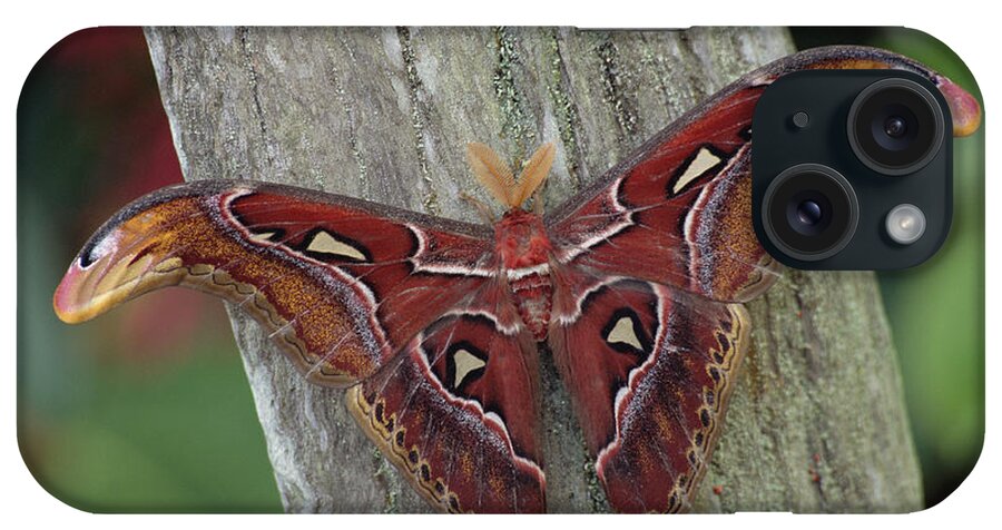 Feb0514 iPhone Case featuring the photograph Atlas Moth Portrait Asia by Gerry Ellis