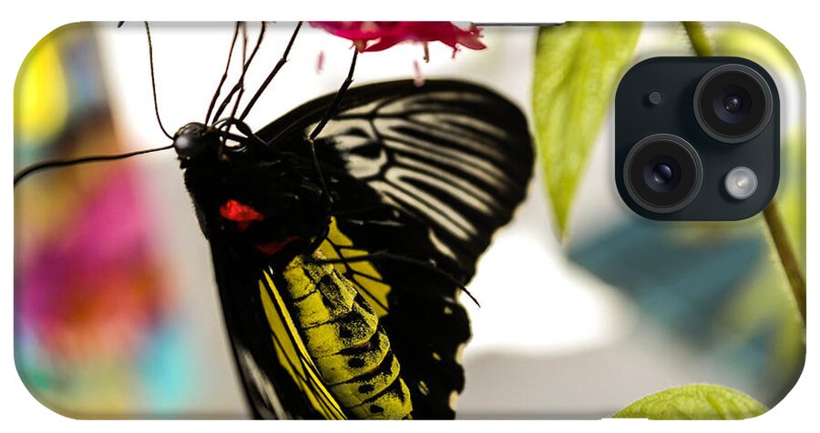 Butterfly iPhone Case featuring the photograph Australian Butterfly Species by George Kenhan