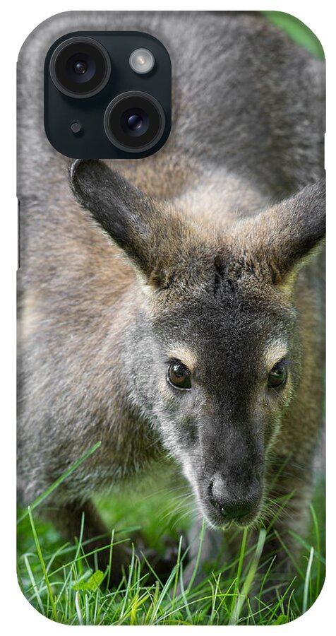 Australian Wallaroo iPhone Case featuring the photograph Australian Wallaroo by Dale Kincaid