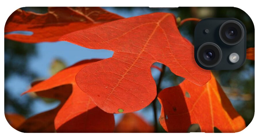 Leaf iPhone Case featuring the photograph Autumn Attention by Neal Eslinger