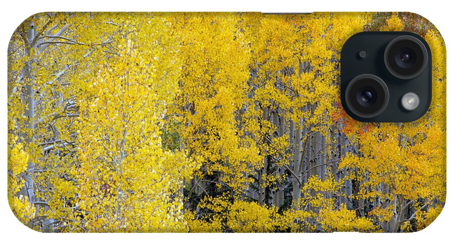 Aspens iPhone Case featuring the photograph Flagstaff Fall Color #3 by Tam Ryan