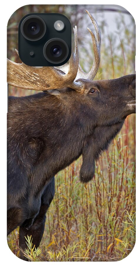 Bull iPhone Case featuring the photograph Autumn Bull Moose II by Gary Langley