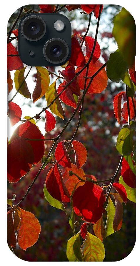Cornus iPhone Case featuring the photograph Autumn Dogwood in Evening Light by Michele Myers