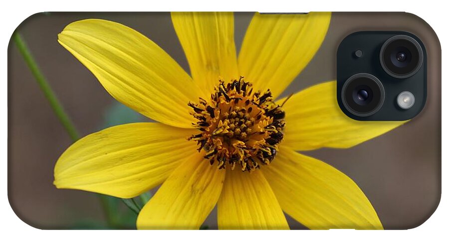 Macro iPhone Case featuring the photograph Autumn Flower by Ester McGuire