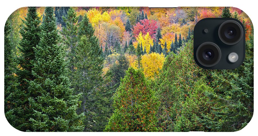 Fall iPhone Case featuring the photograph Autumn Forest by Alan L Graham