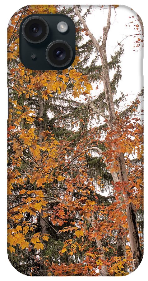 Autumn iPhone Case featuring the photograph Autumn Gold by Sandy McIntire