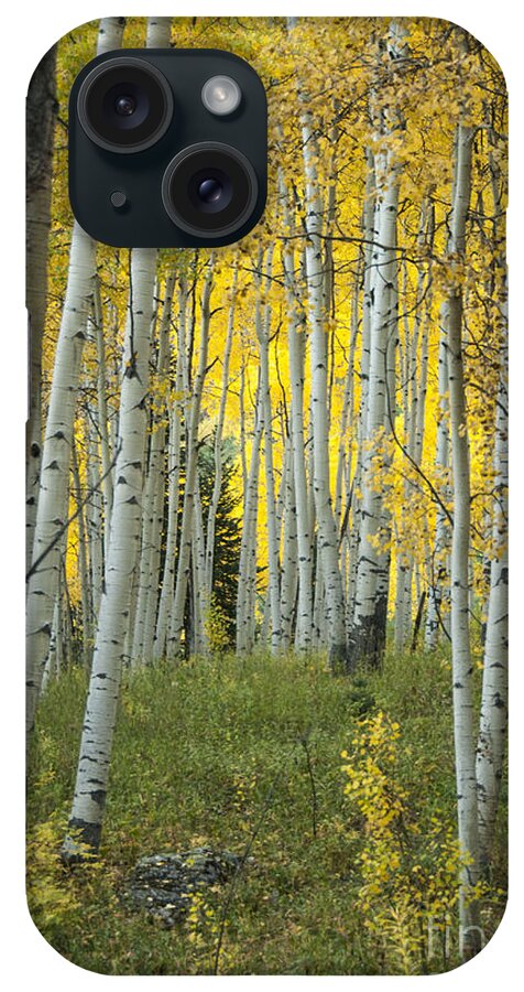 Alpine iPhone Case featuring the photograph Autumn in the Aspen Grove by Juli Scalzi