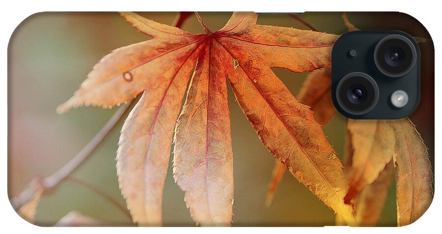 Fall Foliage iPhone Case featuring the photograph Autumn Splendor 4 by Fraida Gutovich