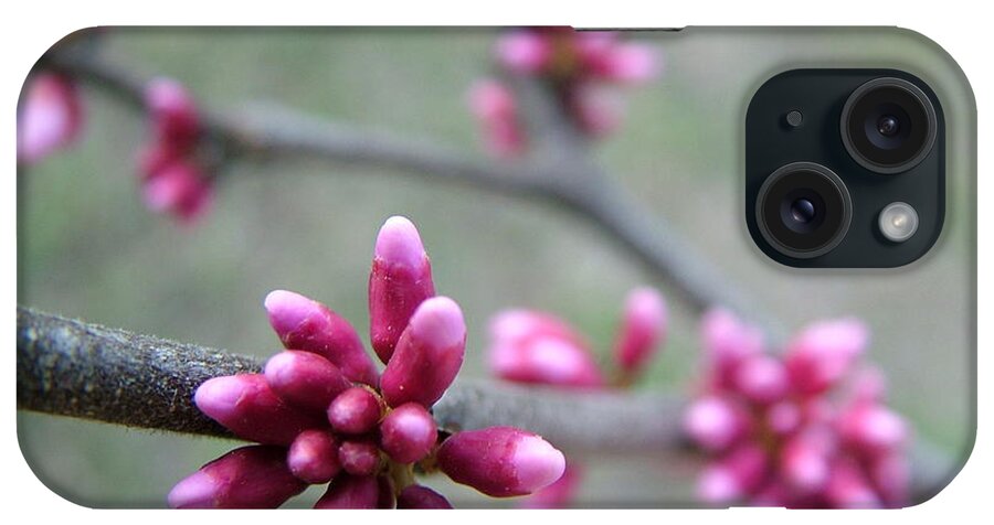 Tree Bud iPhone Case featuring the photograph Awakening Bloom by Kathy Churchman