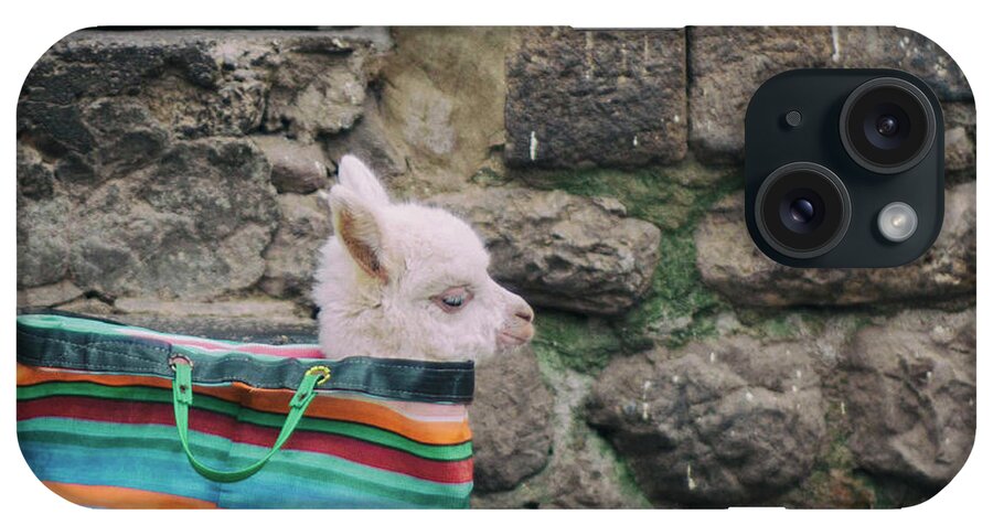 Color Image iPhone Case featuring the photograph Baby Llama In A Handbag by Chris Carruth