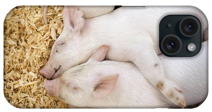 Evergreen State Fair iPhone Case featuring the photograph Baby Pigs At Evergreen State Fair, Wa by Jim Corwin