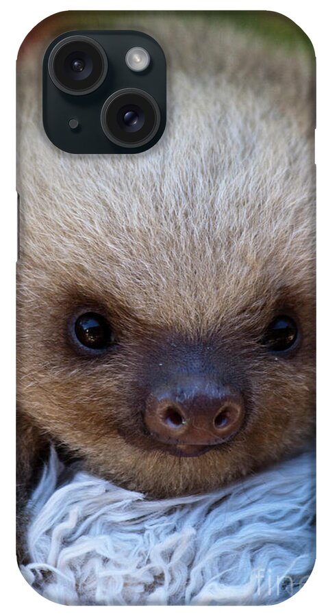 Sloth iPhone Case featuring the photograph Baby Sloth by Heiko Koehrer-Wagner