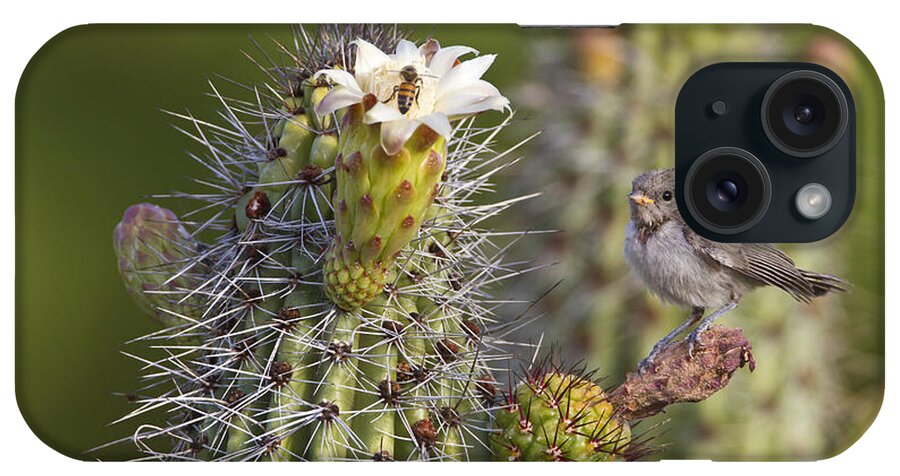 Verdin iPhone Case featuring the photograph Baby verdin on cactus by Bryan Keil