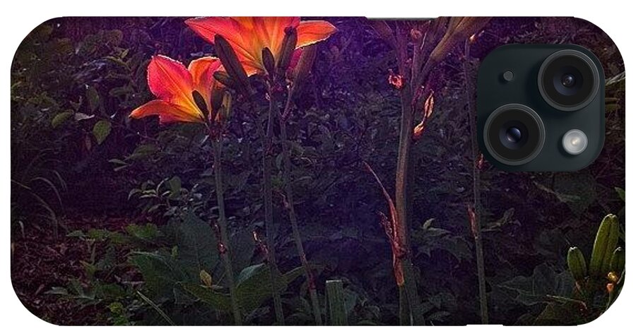 Garden iPhone Case featuring the photograph Backlit Day Lilies by Paul Cutright